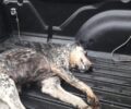 Δολοφονημένα με φόλες αδέσποτα σκυλιά στη Λιβαδειά Βοιωτίας