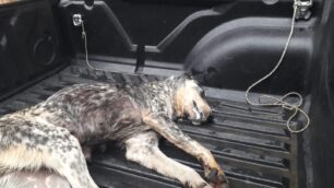 Δολοφονημένα με φόλες αδέσποτα σκυλιά στη Λιβαδειά Βοιωτίας