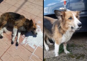Γλύτωσε από τη φόλα η σκυλίτσα που δηλητηριάστηκε στη Λιβαδειά Βοιωτίας (βίντεο)