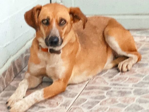 Χάθηκε θηλυκός σκύλος στο Μαρούσι Αττικής