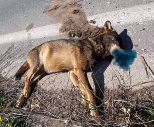 Χτυπημένος από όχημα ο λύκος που βρέθηκε νεκρός στο Κρυονέρι Αττικής