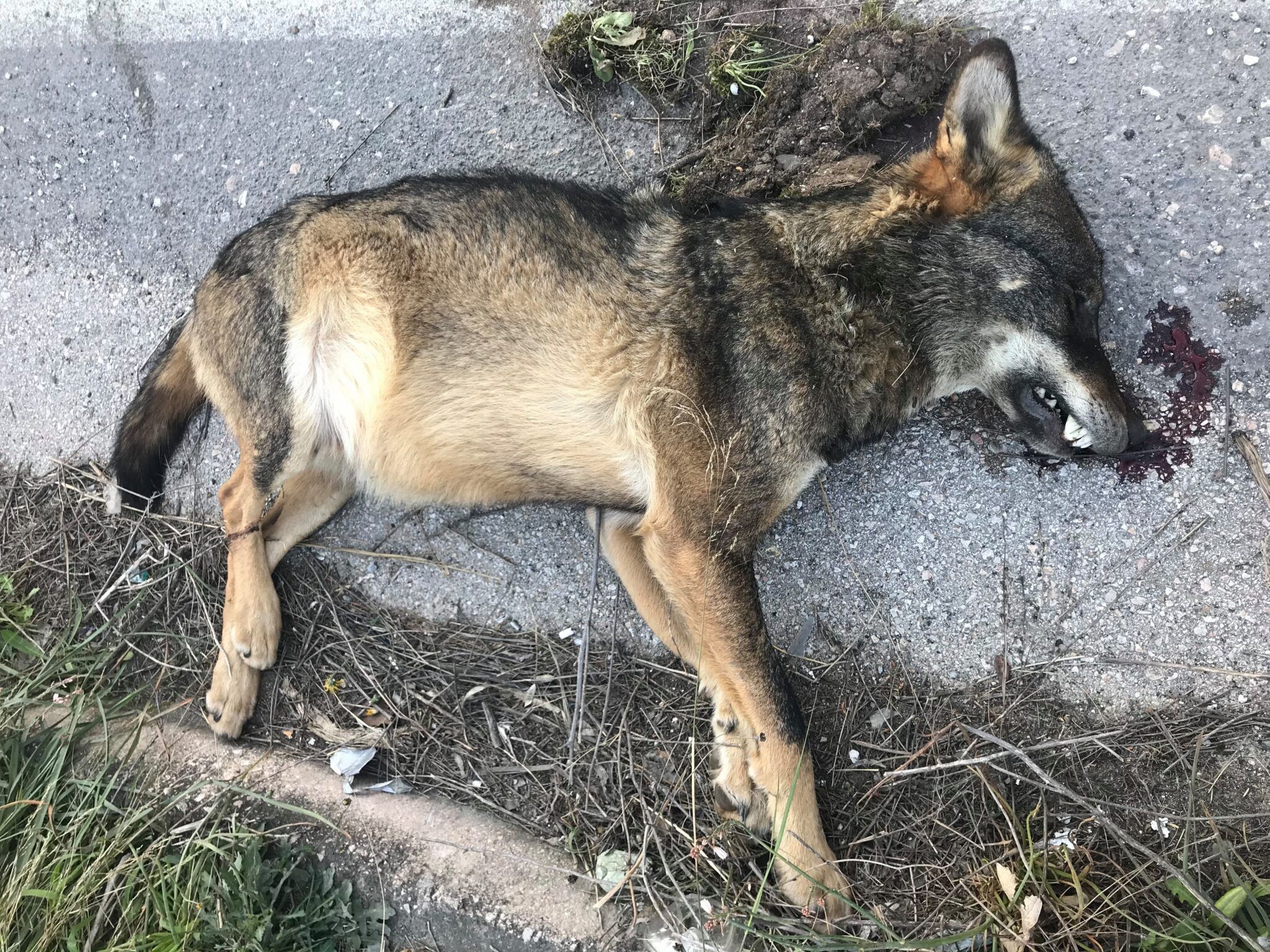 Χτυπημένος από όχημα ο λύκος που βρέθηκε νεκρός στο Κρυονέρι Αττικής 1 LykosKryoneriAttikis17 3 2021 2