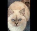 Χάθηκε θηλυκή γάτα στο Μαρούσι Αττικής