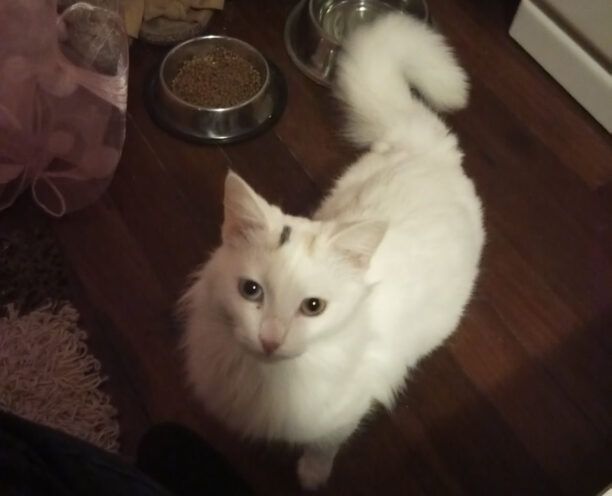 Βρέθηκε - Χάθηκε άσπρη γάτα στο Τσαλικάκι Γαζίου στο Ηράκλειο Κρήτης