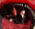 Αθήνα: Εγκατέλειψε σε συρμό του Μετρό γάτα με γατάκια