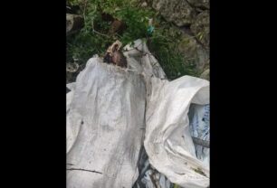 Μολάοι Λακωνίας: Μέσα σε τσουβάλι νεκρά και ζωντανά κουτάβια μαζί με κόκκαλα και δέρματα ζώων (βίντεο)