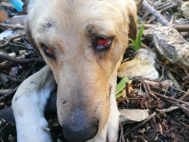Μοναστηράκι Αιτωλοακαρνανίας: Κυνηγός πυροβόλησε αδέσποτο σκύλο (βίντεο)