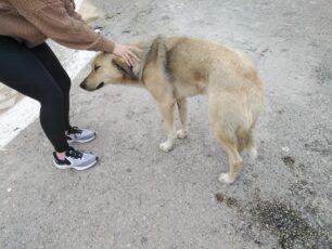 Αναρρώνει ο σκύλος που πυροβολήθηκε από κυνηγό στο Μοναστηράκι Αιτωλοακαρνανίας (βίντεο)