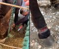Μύκονος: Φροντίζουν γαϊδούρι που κακοποιούσε ο ιδιοκτήτης του με παστούρες