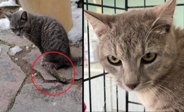 Μυλοπόταμος Δράμας: Έκκληση για τα έξοδα περίθαλψης γάτας με διαλυμένο πόδι που σερνόταν αβοήθητη
