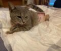 Χειρουργήθηκε και στειρώθηκε γάτα με διαλυμένο πόδι που περιφερόταν αβοήθητη στον Μυλοπόταμο Δράμας
