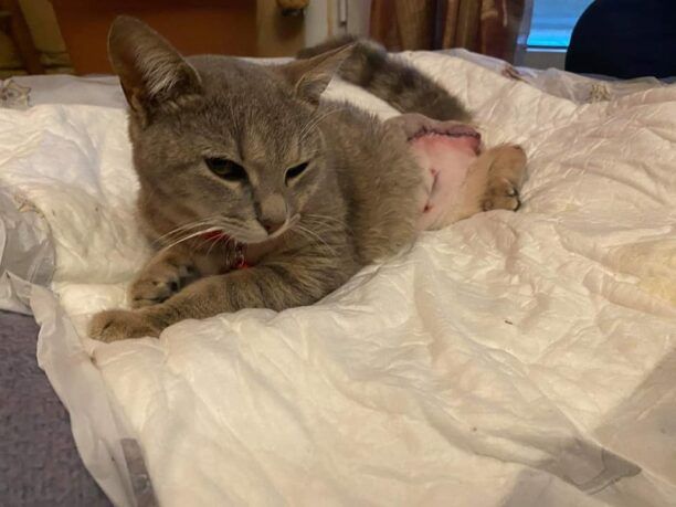 Χειρουργήθηκε και στειρώθηκε γάτα με διαλυμένο πόδι που περιφερόταν αβοήθητη στον Μυλοπόταμο Δράμας