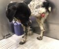 Ναύπακτος Αιτωλοακαρνανίας: Έσωσαν σκύλο που βρέθηκε με κομμένο πόδι σε καταυλισμό Ρομά