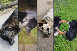 Συνεχίζουν να δολοφονούν σκυλιά με φόλες στον Κοπανό και στη Νάουσα Ημαθίας (βίντεο)
