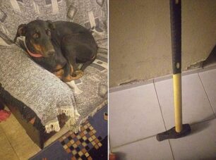 Νεάπολη Κοζάνης: Αστυνομικός κοπάνησε σκύλο με σφυρί και συνάδελφος του ζήτησε απ'την μάρτυρα να μην τον καταγγείλει