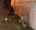 Νεκρά ζώα δολοφονημένα με φόλες στον Νέο Κόσμο της Αθήνας