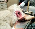 Κυνηγός πυροβόλησε εξ επαφής αδέσποτο σκύλο στον Ορχομενό Βοιωτίας