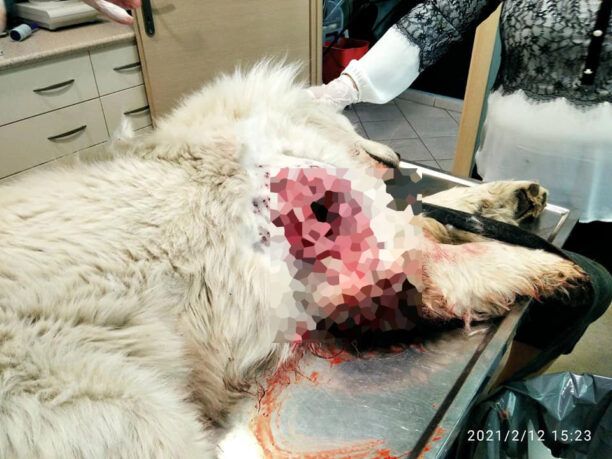 Κυνηγός πυροβόλησε εξ επαφής αδέσποτο σκύλο στον Ορχομενό Βοιωτίας