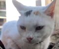 Χάθηκε άσπρη γάτα στο Παγκράτι της Αθήνας