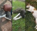 Καθημερινά ρίχνουν φόλες σε σκυλιά και γάτες στην Πέρδικα Θεσπρωτίας (βίντεο)