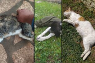 Καθημερινά ρίχνουν φόλες σε σκυλιά και γάτες στην Πέρδικα Θεσπρωτίας (βίντεο)