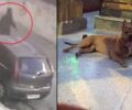 Αφέθηκε ελεύθερος μετά τη σύλληψη ο άνδρας που σκότωσε σκύλο με τόξο στην Πετρούπολη Αττικής