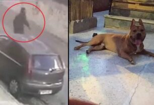 Αφέθηκε ελεύθερος μετά τη σύλληψη ο άνδρας που σκότωσε σκύλο με τόξο στην Πετρούπολη Αττικής