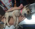 Με φόλες δολοφόνησε σκυλιά στην Πορταριά Χαλκιδικής