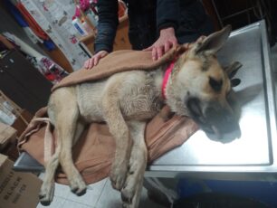 Με φόλες δολοφόνησε σκυλιά στην Πορταριά Χαλκιδικής