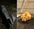 Πορταριά Χαλκιδικής: Βρήκαν γάτα ζωντανή μέσα σε κλειστό πλαστικό τσουβάλι