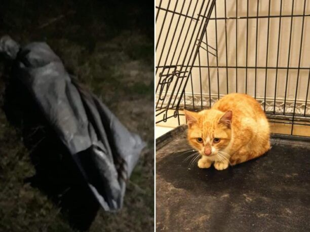Πορταριά Χαλκιδικής: Βρήκαν γάτα ζωντανή μέσα σε κλειστό πλαστικό τσουβάλι