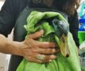 Κερατσίνι Αττικής: Άλλη μια πάπια κόλλησε στο μαζούτ στο λιμανάκι του Αγίου Γεωργίου