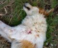 Κυνηγός σκότωσε με καραμπίνα αδέσποτο σκύλο στο Ψαθοτόπι Άρτας (βίντεο)