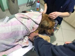 Αδιαφόρησε ο Δήμος Πύργου για τον πυροβολημένο και χτυπημένο από όχημα σκύλο (βίντεο)