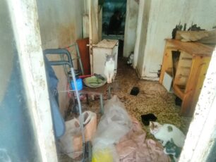 Χρειάζονται φιλοξενία οι γάτες που ζούσαν σε άθλιες συνθήκες σε σπίτι συλλέκτριας στον Άγιο Ιωάννη Ρέντη Αττικής (βίντεο)