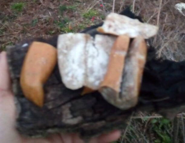 Με φόλες – δηλητηριασμένα λουκάνικα – σκότωσε σκυλιά στην Τρυπητή Ηλείας