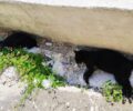 Πολλές γάτες δολοφονημένες με φόλες στη Βόνιτσα Αιτωλοακαρνανίας (βίντεο)