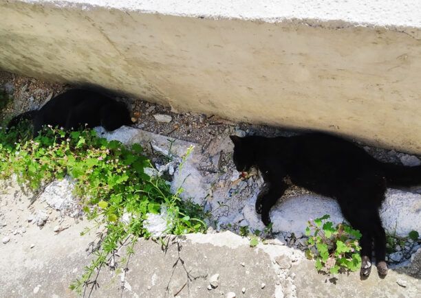 Πολλές γάτες δολοφονημένες με φόλες στη Βόνιτσα Αιτωλοακαρνανίας (βίντεο)