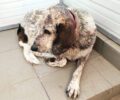 Πειραιάς: Αναρρώνει σκύλος που βρέθηκε με βαθύ τραύμα στον λαιμό στην παραλία Βοτσαλάκια