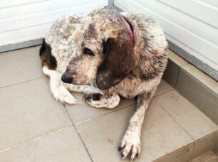 Πειραιάς: Αναρρώνει σκύλος που βρέθηκε με βαθύ τραύμα στον λαιμό στην παραλία Βοτσαλάκια