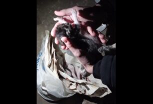 Βύρωνα Αττικής: Βρήκαν νεογέννητα γατάκια σε σακούλα πεταμένα σε κάδο σκουπιδιών (βίντεο)