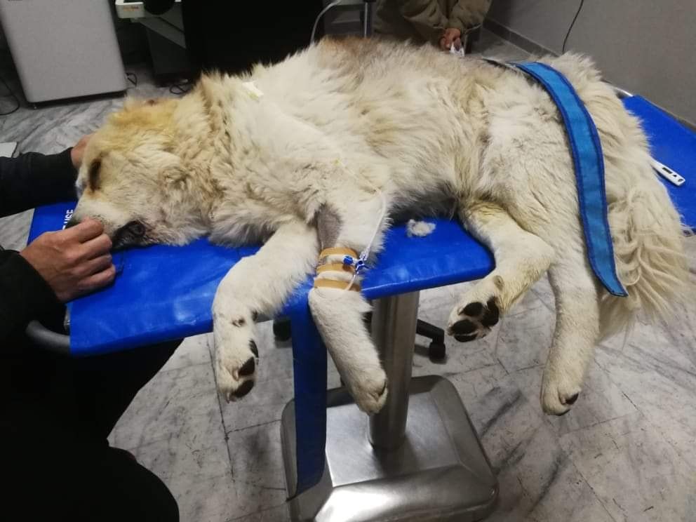 Χαϊδευτό Καβάλας: Σκύλος δολοφονήθηκε από φόλες με καρφιά