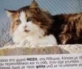 Κρήτη: Πολλές γάτες δολοφονημένες με φόλες στο χωριό Μέση Ρεθύμνου