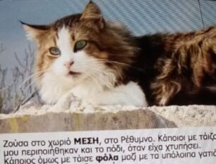 Κρήτη: Πολλές γάτες δολοφονημένες με φόλες στο χωριό Μέση Ρεθύμνου