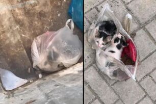 Αγία Βαρβάρα Αττικής: Βρήκε δύο γατάκια ζωντανά μέσα σε σακούλα πεταμένα σε κάδο