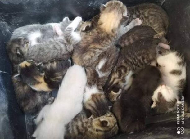 Εγκατέλειψε 11 νεογέννητα γατάκια στο νεκροταφείο των Αγίων Αναργύρων Αττικής