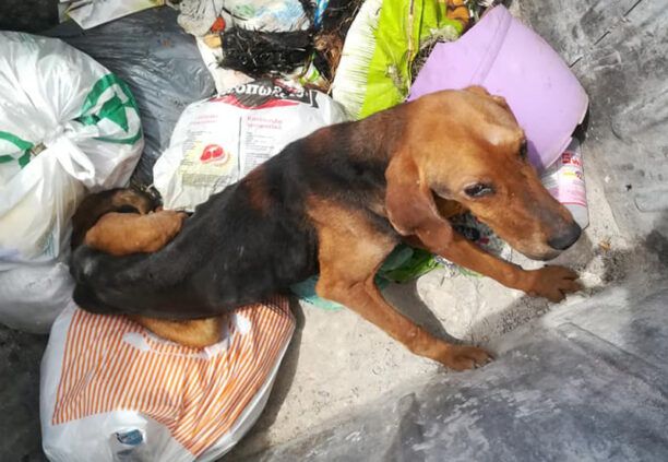 Αγριλιά Αιτωλοακαρνανίας: Βρήκε σκελετωμένο σκύλο πεταμένο σε κάδο σκουπιδιών
