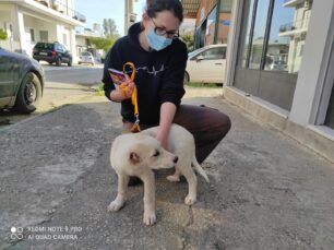 Υιοθέτησε τον σκύλο που βρέθηκε με κομμένα αυτιά στον Αγρίλη Μεσσηνίας