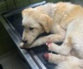 Αιτωλοακαρνανία: Σκύλος με λιωμένα πόδια εντοπίστηκε σε ορεινή περιοχή του Αγρινίου (βίντεο)