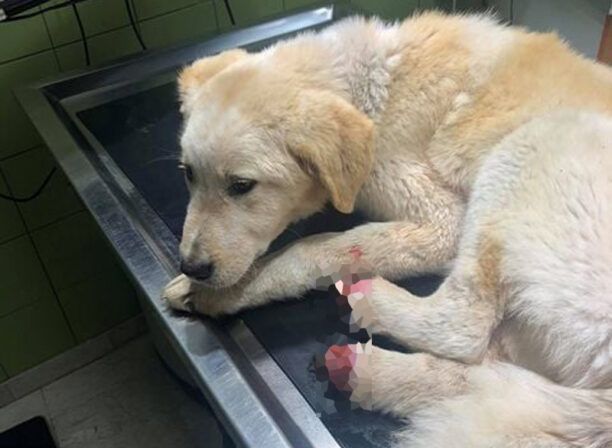 Μάλλον με σύρμα βασανίστηκε σκύλος που βρέθηκε με κομμένες πατούσες σε ορεινή περιοχή του Αγρινίου Αιτωλοακαρνανίας (βίντεο)